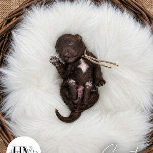 Saint - Male F2 Theodore Puppy (Reserved)