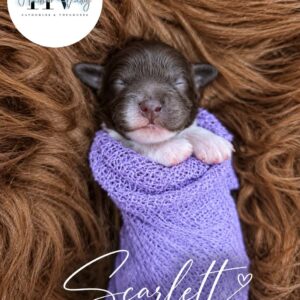 Scarlett - Female F2 Theodore Puppy (Reserved)