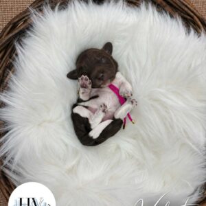 Velvet - Female F2 Theodore Puppy (Reserved)
