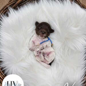 Vice - Male F2 Theodore Puppy (Reserved)