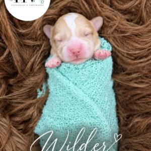 Wilder - Male F2 Theodore Puppy (Reserved)