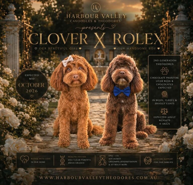 cavoodle puppies