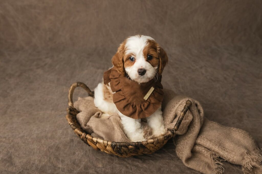 cavoodle puppies for sale sydney