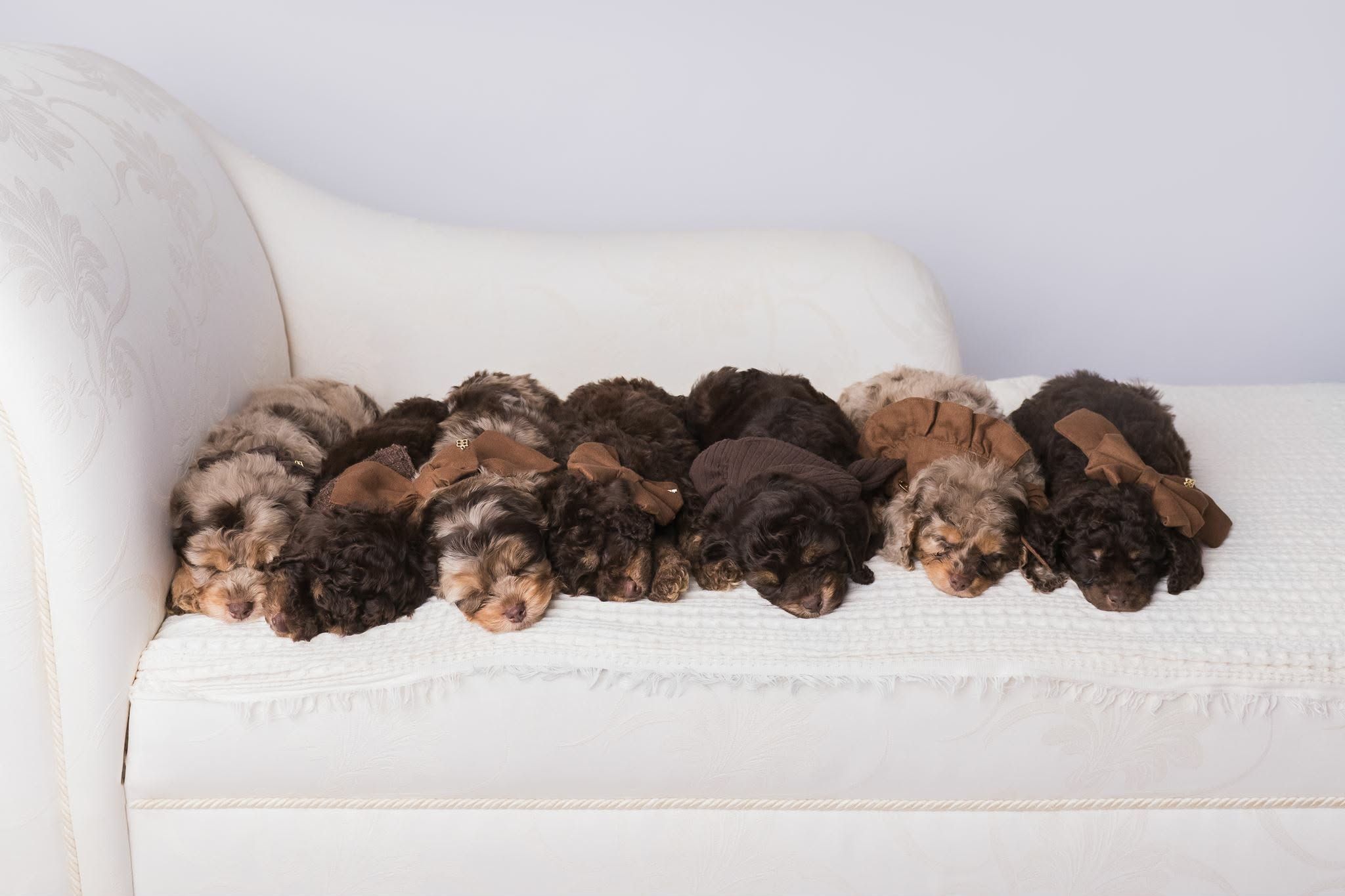cavoodle and theodore faqs