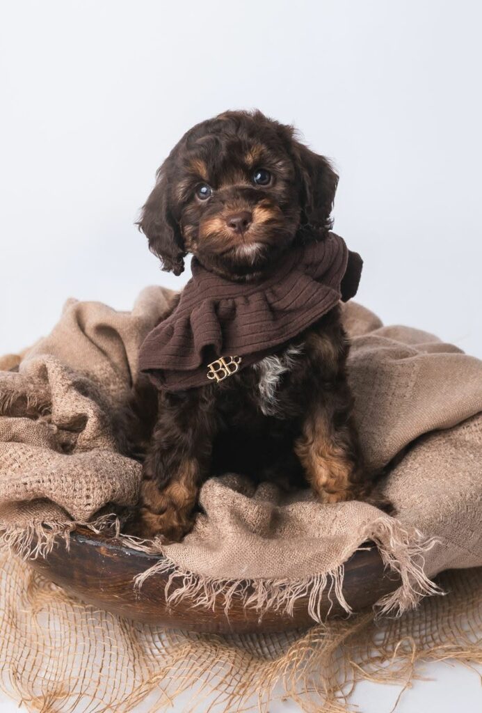 f2 thoeodore puppies