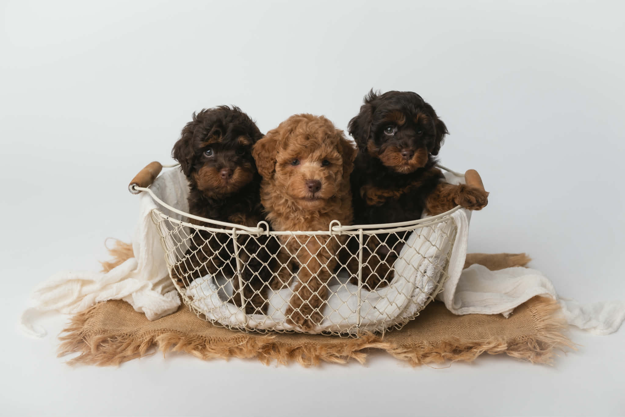 guardian dogs in sydney